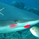 A rouge shark. Image: Ryan F. Mandelbaum/William Eburn/Wikimedia Commons.